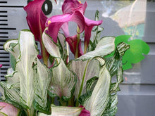 Load image into Gallery viewer, Calla Lily "Frozen Queen"
