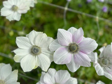 Load image into Gallery viewer, Anemone coronaria "Pale"
