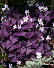 Charger l'image dans la galerie, Oxalis Triangularis (bulbe)
