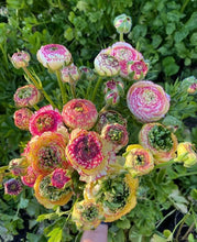 Load image into Gallery viewer, Ranunculus Amandine "Tiger"
