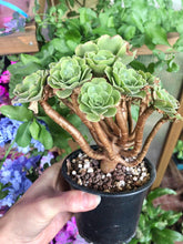 Charger l'image dans la galerie, Aeonium canariense variegata - Terrace Garden France - #tag1# - 
