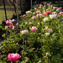 Load image into Gallery viewer, Anemone coronaria "Rosa Chiaro"
