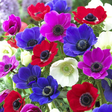 Charger l'image dans la galerie, Anemone "De Caen" Coronaria mix - Terrace Garden France - #tag1# - 

