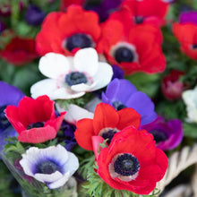 Charger l'image dans la galerie, Anemone "De Caen" Coronaria mix - Terrace Garden France - #tag1# - 

