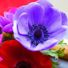 Charger l'image dans la galerie, Anemone "De Caen" Coronaria mix - Terrace Garden France - #tag1# - 
