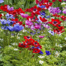 Charger l'image dans la galerie, Anemone "De Caen" Coronaria mix - Terrace Garden France - #tag1# - 
