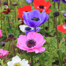 Charger l'image dans la galerie, Anemone "De Caen" Coronaria mix - Terrace Garden France - #tag1# - 
