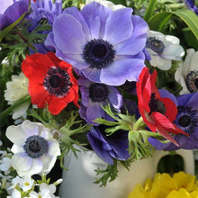 Charger l'image dans la galerie, Anemone "De Caen" Coronaria mix - Terrace Garden France - #tag1# - 
