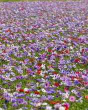 Charger l'image dans la galerie, Anemone "De Caen" Coronaria mix - Terrace Garden France - #tag1# - 
