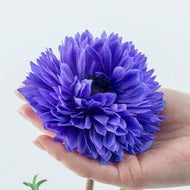 Anemone Fullstar Blue - Terrace Garden France - #tag1# - 