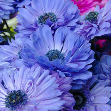Load image into Gallery viewer, Anemone "Lord Lieutenant" Coronaria bulbs - Terrace Garden France - #tag1# - 
