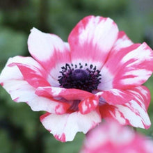 Load image into Gallery viewer, Anemone 'Tigre' Mistral® Coronaria bulbs - Terrace Garden France - #tag1# - 
