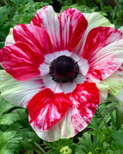 Load image into Gallery viewer, Anemone 'Tigre' Mistral® Coronaria bulbs - Terrace Garden France - #tag1# - 
