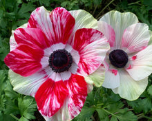 Load image into Gallery viewer, Anemone 'Tigre' Mistral® Coronaria bulbs - Terrace Garden France - #tag1# - 
