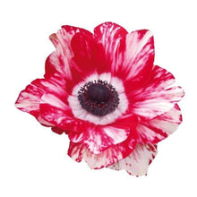Load image into Gallery viewer, Anemone 'Tigre' Mistral® Coronaria bulbs - Terrace Garden France - #tag1# - 

