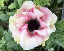 Load image into Gallery viewer, Anemone 'Tigre' Mistral® Coronaria bulbs - Terrace Garden France - #tag1# - 
