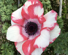 Load image into Gallery viewer, Anemone 'Tigre' Mistral® Coronaria bulbs - Terrace Garden France - #tag1# - 
