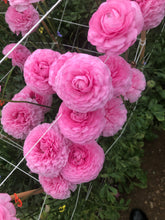 Charger l'image dans la galerie, Ranunculus Amandine "Bonbon"
