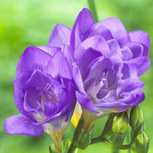 Charger l'image dans la galerie, Freesia Double Blue bulbs/corms
