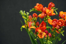Charger l'image dans la galerie, Freesia Mandarine® Double Red-orange bulbs/corms
