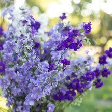 Load image into Gallery viewer, Larkspur (delphinium consolida) mix
