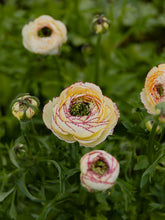Load image into Gallery viewer, Ranunculus Amandine "Tiger"
