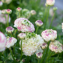 Load image into Gallery viewer, Ranunculus Amandine "Tiger"
