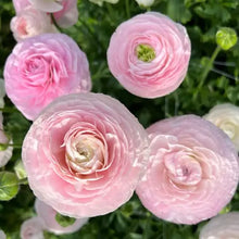 Charger l'image dans la galerie, Ranunculus Amandine "Chamallow"
