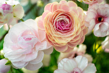 Load image into Gallery viewer, Ranunculus Amandine "Porceline"
