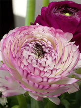 Charger l'image dans la galerie, Ranunculus Elegance "Bianco Striato"
