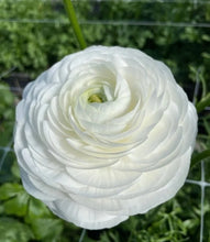 Charger l'image dans la galerie, Ranunculus Elegance "Bianco"
