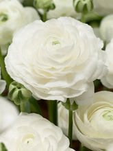 Charger l'image dans la galerie, Ranunculus Elegance "Bianco"
