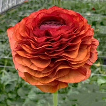 Charger l'image dans la galerie, Ranunculus Elegance "Cioccolato"
