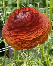 Charger l'image dans la galerie, Ranunculus Elegance "Cioccolato"
