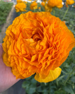 Ranunculus Elegance 