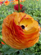 Load image into Gallery viewer, Ranunculus Elegance "Clementine"
