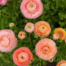 Load image into Gallery viewer, Ranunculus Elegance "Salmon"
