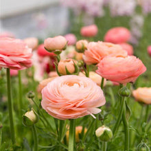 Load image into Gallery viewer, Ranunculus Elegance "Salmon"
