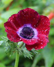 Load image into Gallery viewer, Anemone MISTRAL® 'Bordeaux'
