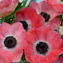Load image into Gallery viewer, Anemone coronaria "Rosa Shocking"
