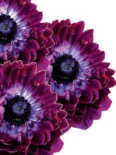 Load image into Gallery viewer, Anemone mistral "Levante wine" double
