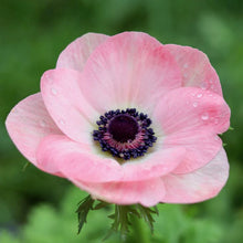 Load image into Gallery viewer, Anemone coronaria "Rosa Chiaro"

