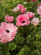 Load image into Gallery viewer, Anemone coronaria "Rosa Chiaro"
