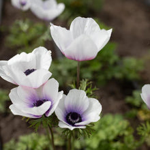 Charger l'image dans la galerie, Anemone Jerusalem Blue-White - Terrace Garden France
