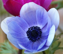 Charger l'image dans la galerie, Anemone Jerusalem Blue-White - Terrace Garden France
