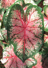Charger l'image dans la galerie, Caladium Cherry Blossom
