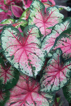 Charger l'image dans la galerie, Caladium Cherry Blossom
