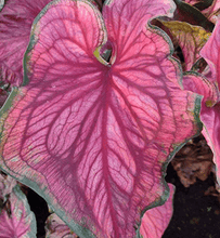 Charger l'image dans la galerie, Caladium Sizzle

