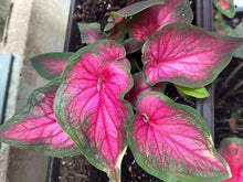 Charger l'image dans la galerie, Caladium Sizzle
