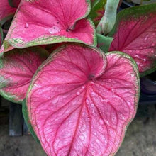 Charger l'image dans la galerie, Caladium Sizzle
